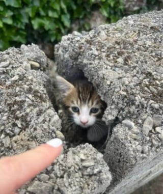 Illustration de l'article : 2 chatons errants coincés dans un mur de béton sont secourus après une opération de démolition délicate