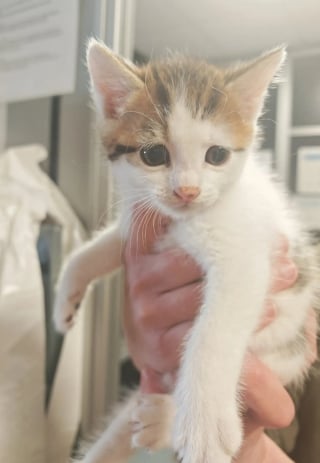 Illustration de l'article : 2 chatons errants coincés dans un mur de béton sont secourus après une opération de démolition délicate