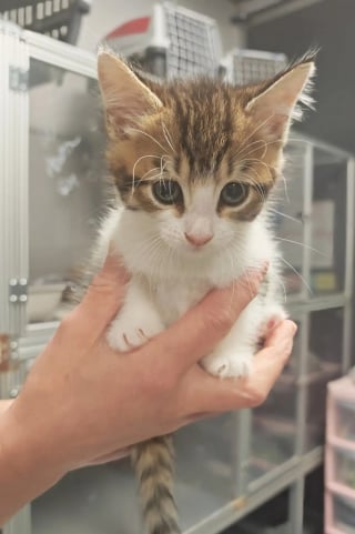 Illustration de l'article : 2 chatons errants coincés dans un mur de béton sont secourus après une opération de démolition délicate