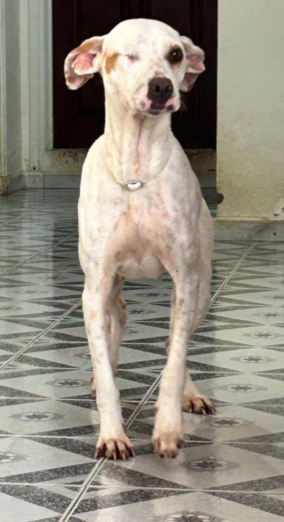 Illustration de l'article : &laquo; Jade a re&ccedil;u une balle &agrave; bout portant dans son &oelig;il droit &raquo;, cette chienne borgne r&ecirc;ve de rencontrer des adoptants aimants