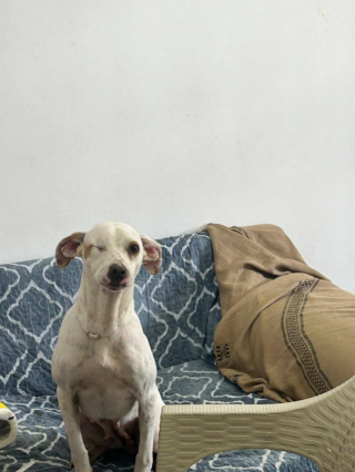 Illustration de l'article : &laquo; Jade a re&ccedil;u une balle &agrave; bout portant dans son &oelig;il droit &raquo;, cette chienne borgne r&ecirc;ve de rencontrer des adoptants aimants