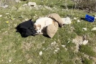 Illustration de l'article : En voyage en Grèce, un couple de randonneurs fait la rencontre d’une jeune chienne, et décide de rentrer avec elle en Allemagne (vidéo)
