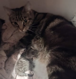 Illustration de l'article : « Jetés comme des ordures », chatte gestante est sauvée juste avant de donner la vie
