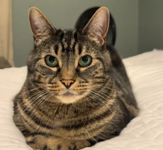 Illustration de l'article : Milo le chat refuse cat&eacute;goriquement le sac de transport ventral de son humaine mais change d'avis en voyant sa cong&eacute;n&egrave;re en profiter (vid&eacute;o)
