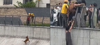 Illustration de l'article : Tomb&eacute; dans un canal, un chien re&ccedil;oit l'aide d'un livreur &agrave; v&eacute;lo muni d'une corde et de passants solidaires (vid&eacute;o)