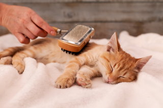 Illustration de l'article : Les chats à poil court n'ont pas besoin d'être brossés : mythe ou réalité ?