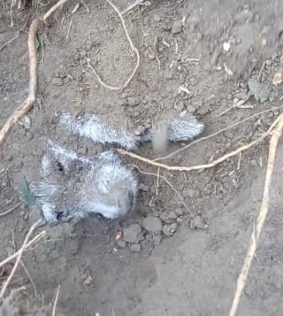 Illustration de l'article : Un chien retrouve vivante sa soeur perdue qui avait été ensevelie dans un terrier de lapin