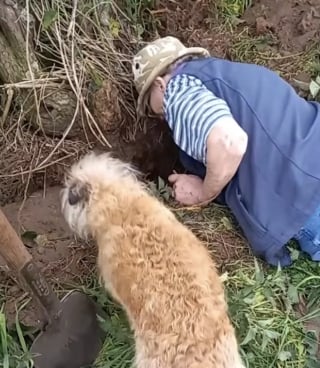Illustration de l'article : Un chien retrouve vivante sa soeur perdue qui avait été ensevelie dans un terrier de lapin