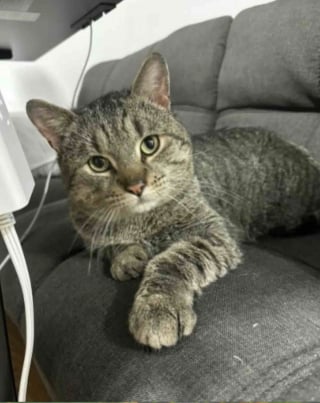 Illustration de l'article : Après avoir lutté pour survivre dans le froid, ce chat blessé et atteint du FIV découvre enfin la sérénité