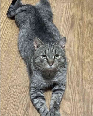 Illustration de l'article : Après avoir lutté pour survivre dans le froid, ce chat blessé et atteint du FIV découvre enfin la sérénité