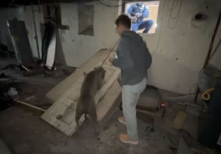 Illustration de l'article : Coincé dans une maison abandonnée, ce Pitbull appelait à l'aide depuis une fenêtre jusqu'à ce qu'une bénévole change son destin (vidéo)
