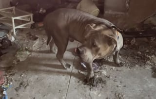 Illustration de l'article : Coincé dans une maison abandonnée, ce Pitbull appelait à l'aide depuis une fenêtre jusqu'à ce qu'une bénévole change son destin (vidéo)