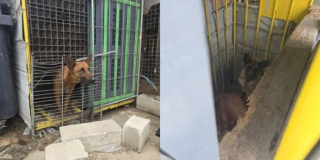 Illustration de l'article : Découverts aux côtés de leurs congénères décédés, 2 chiens détenus dans une entreprise de palettes sont désormais pris en charge et soignés