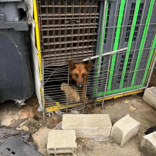 Illustration de l'article : Découverts aux côtés de leurs congénères décédés, 2 chiens détenus dans une entreprise de palettes sont désormais pris en charge et soignés