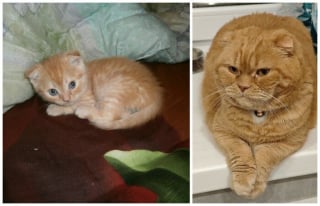 Illustration de l'article : 12 photos montrant l&rsquo;&eacute;volution de chatons vers l&rsquo;&acirc;ge adulte