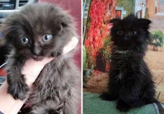 Illustration de l'article : 12 photos montrant l&rsquo;&eacute;volution de chatons vers l&rsquo;&acirc;ge adulte