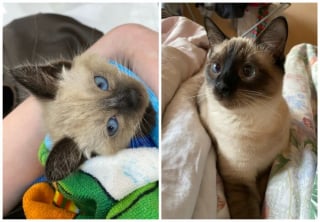 Illustration de l'article : 12 photos montrant l&rsquo;&eacute;volution de chatons vers l&rsquo;&acirc;ge adulte