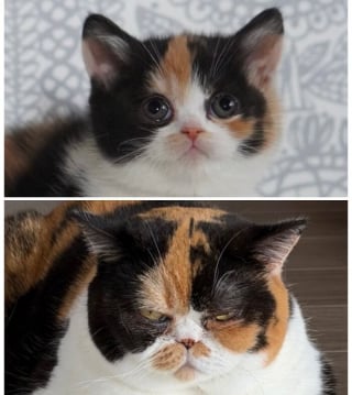 Illustration de l'article : 12 photos montrant l&rsquo;&eacute;volution de chatons vers l&rsquo;&acirc;ge adulte