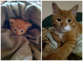 Illustration de l'article : 12 photos montrant l&rsquo;&eacute;volution de chatons vers l&rsquo;&acirc;ge adulte