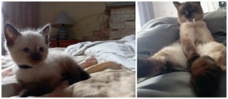 Illustration de l'article : 12 photos montrant l&rsquo;&eacute;volution de chatons vers l&rsquo;&acirc;ge adulte