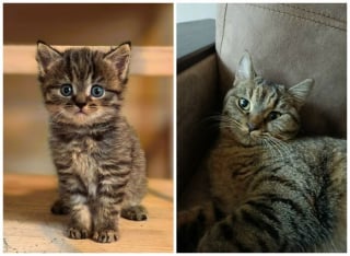 Illustration de l'article : 12 photos montrant l&rsquo;&eacute;volution de chatons vers l&rsquo;&acirc;ge adulte