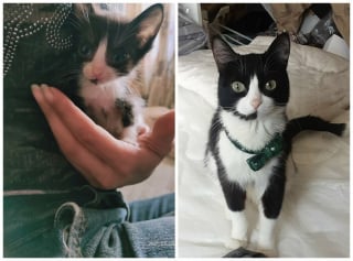 Illustration de l'article : 12 photos montrant l&rsquo;&eacute;volution de chatons vers l&rsquo;&acirc;ge adulte
