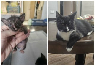 Illustration de l'article : 12 photos montrant l&rsquo;&eacute;volution de chatons vers l&rsquo;&acirc;ge adulte