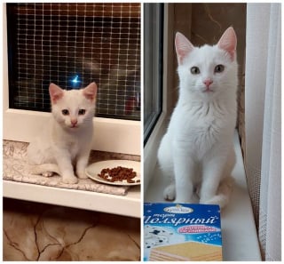 Illustration de l'article : 12 photos montrant l&rsquo;&eacute;volution de chatons vers l&rsquo;&acirc;ge adulte