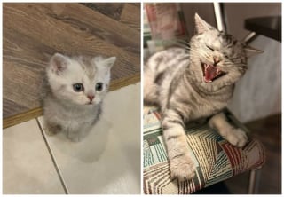 Illustration de l'article : 12 photos montrant l&rsquo;&eacute;volution de chatons vers l&rsquo;&acirc;ge adulte