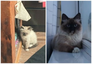 Illustration de l'article : 12 photos montrant l&rsquo;&eacute;volution de chatons vers l&rsquo;&acirc;ge adulte