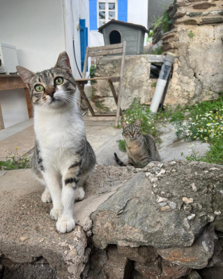 Illustration de l'article : En Grèce, cette île propose d’héberger gratuitement des bénévoles pour s’occuper de chats errants (vidéo)