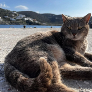 Illustration de l'article : En Grèce, cette île propose d’héberger gratuitement des bénévoles pour s’occuper de chats errants (vidéo)