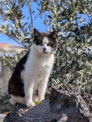 Illustration de l'article : En Grèce, cette île propose d’héberger gratuitement des bénévoles pour s’occuper de chats errants (vidéo)