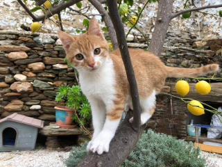 Illustration de l'article : En Grèce, cette île propose d’héberger gratuitement des bénévoles pour s’occuper de chats errants (vidéo)