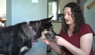 Illustration de l'article : Cette chienne s&eacute;niore atteinte d'un cancer continue malgr&eacute; tout de prendre soin des chatons orphelins recueillis par sa ma&icirc;tresse