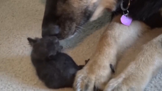 Illustration de l'article : Cette chienne s&eacute;niore atteinte d'un cancer continue malgr&eacute; tout de prendre soin des chatons orphelins recueillis par sa ma&icirc;tresse