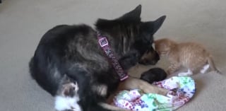 Illustration de l'article : Cette chienne s&eacute;niore atteinte d'un cancer continue malgr&eacute; tout de prendre soin des chatons orphelins recueillis par sa ma&icirc;tresse
