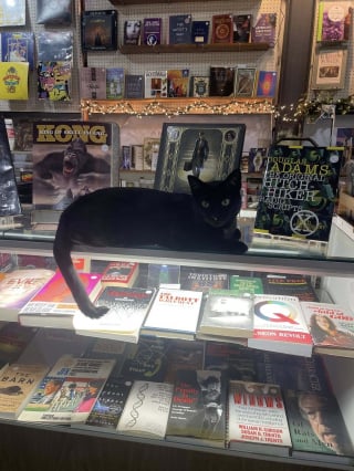 Illustration de l'article : Emmen&eacute; par erreur par une automobiliste, ce chat noir mascotte d'une librairie r&eacute;appara&icirc;t sain et sauf lendemain matin devant l'&eacute;tablissement