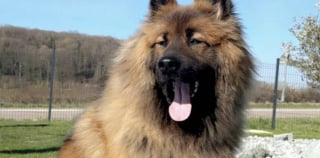 Illustration de l'article : Après 20 jours de disparition, cet Eurasier est repéré grâce à la mobilisation d’habitants et de bénévoles