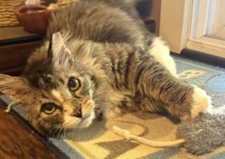 Illustration de l'article : Apr&egrave;s 8 ans d&rsquo;errance, un chat c&eacute;l&egrave;bre sa premi&egrave;re ann&eacute;e pass&eacute;e dans un foyer, aupr&egrave;s de sa famille aimante et bienveillante (vid&eacute;o)