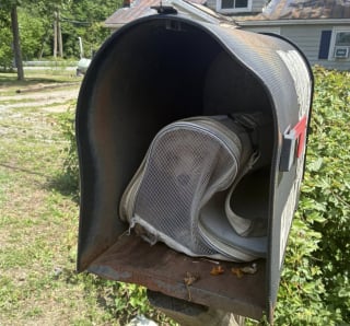 Illustration de l'article : D&eacute;couverte abandonn&eacute;e dans une bo&icirc;te aux lettres, une petite chienne se remet de cette &eacute;preuve au refuge en attendant l'identification de son propri&eacute;taire