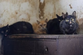 Illustration de l'article : Plus de 30 chats retir&eacute;s d'un foyer surcharg&eacute; et insalubre sont confi&eacute;s &agrave; des &eacute;quipes v&eacute;t&eacute;rinaires pour les aider &agrave; se r&eacute;tablir