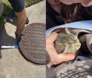Illustration de l'article : Un chaton piégé sous une bouche d'égout depuis plusieurs jours est sauvé quelques heures avant l'arrivée d'une tempête