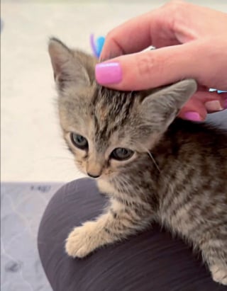 Illustration de l'article : Un chaton piégé sous une bouche d'égout depuis plusieurs jours est sauvé quelques heures avant l'arrivée d'une tempête