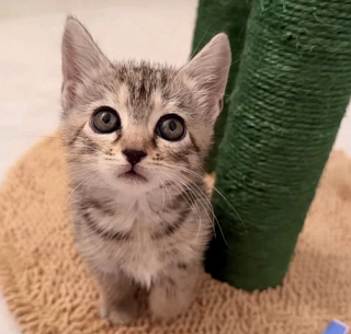 Illustration de l'article : Un chaton piégé sous une bouche d'égout depuis plusieurs jours est sauvé quelques heures avant l'arrivée d'une tempête