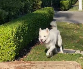 Illustration de l'article : Ce chien atteint d'un trouble neurologique se rend chaque jour sur le quai pour retrouver son ami lion de mer (vid&eacute;o)