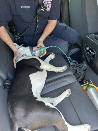 Illustration de l'article : Victimes d'un coup de chaleur, 2 chiens sont secourus par les pompiers qui alertent sur les r&eacute;els dangers de l'&eacute;t&eacute; pour les animaux