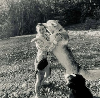 Illustration de l'article : La famille d'un chien-loup de 6 ans se mobilise pour le garder alors qu'il est menacé de saisie après des analyses ADN
