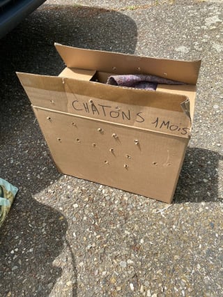 Illustration de l'article : Scandalisée par cet abandon de 4 chatons dans un carton, une association du Bas-Rhin rappelle l'urgence de la stérilisation