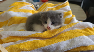 Illustration de l'article : Scandalisée par cet abandon de 4 chatons dans un carton, une association du Bas-Rhin rappelle l'urgence de la stérilisation